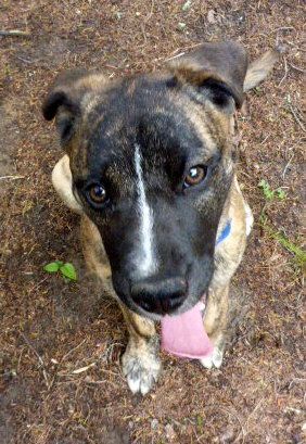 GRETA, a Adoptable Mountain Cur in Melbourne, AR image 2/10