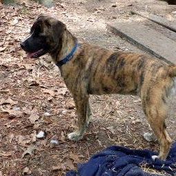 GRETA, a Adoptable Mountain Cur in Melbourne, AR image 3/10