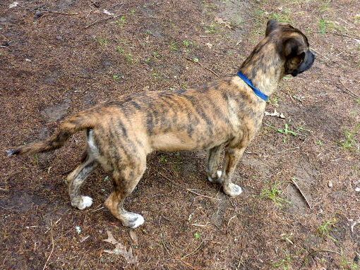 GRETA, a Adoptable Mountain Cur in Melbourne, AR image 4/10