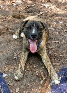 GRETA, a Adoptable Mountain Cur in Melbourne, AR image 5/10
