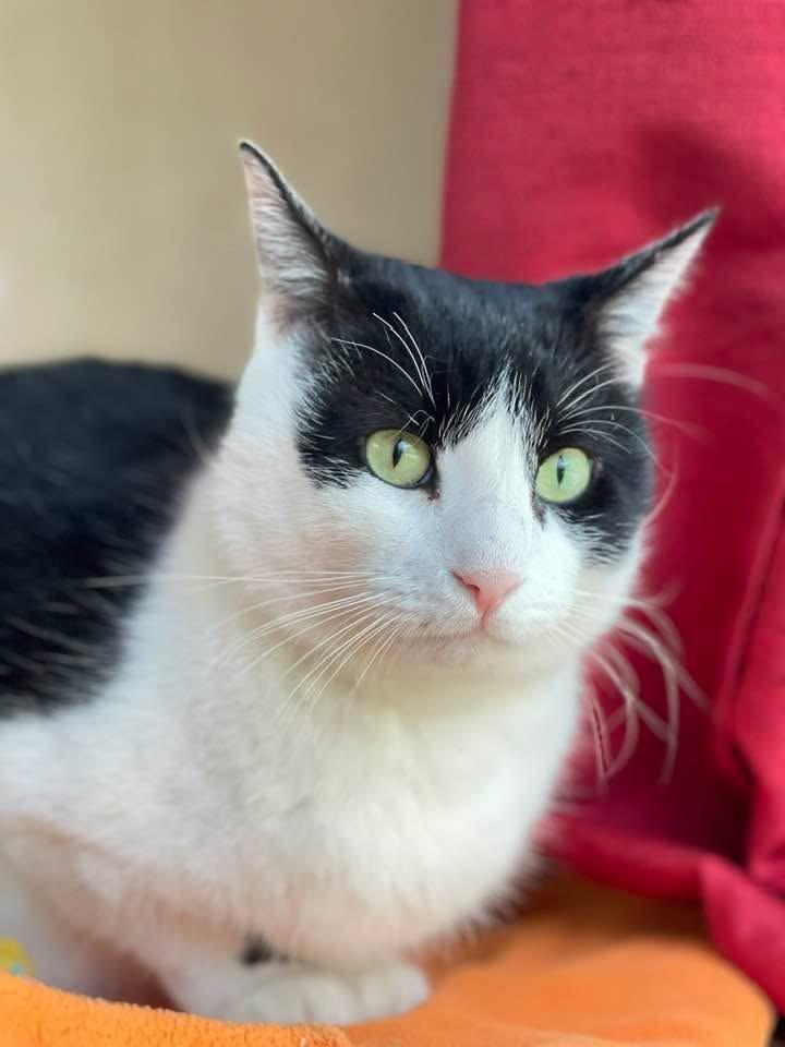 Cosmo, ADOPTABLE, Young Male Tuxedo.