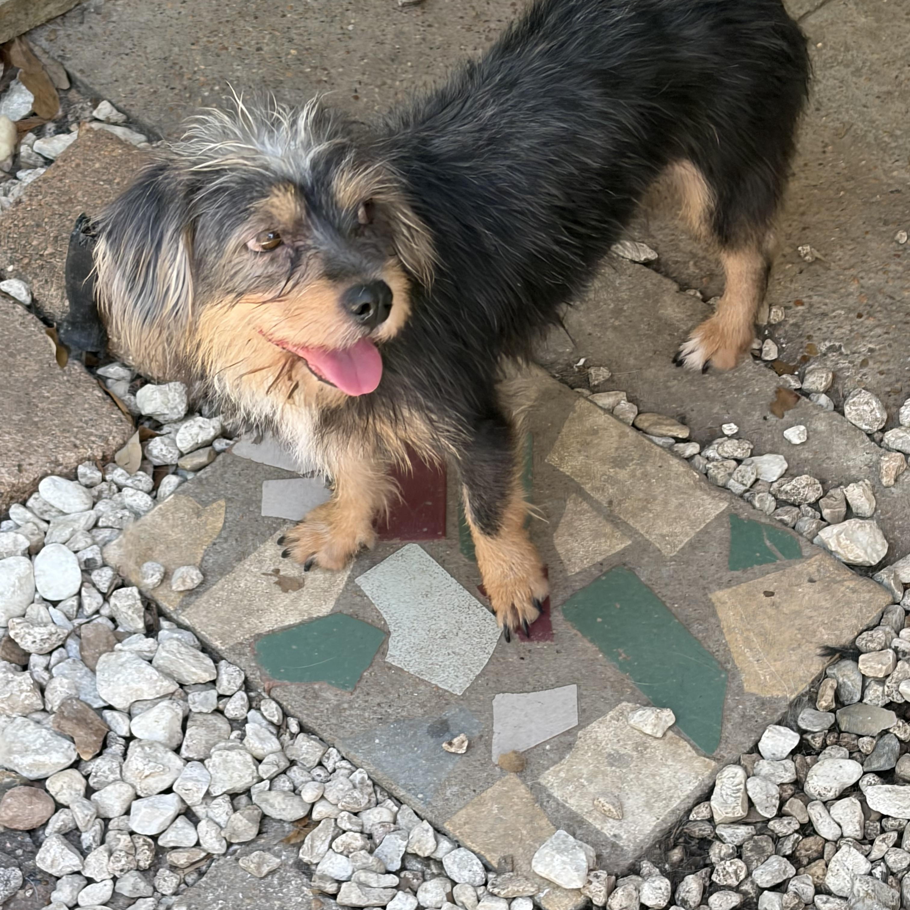 Enlarge Lila, a Adopted mixed breed in St Catharines, ON image 2/4