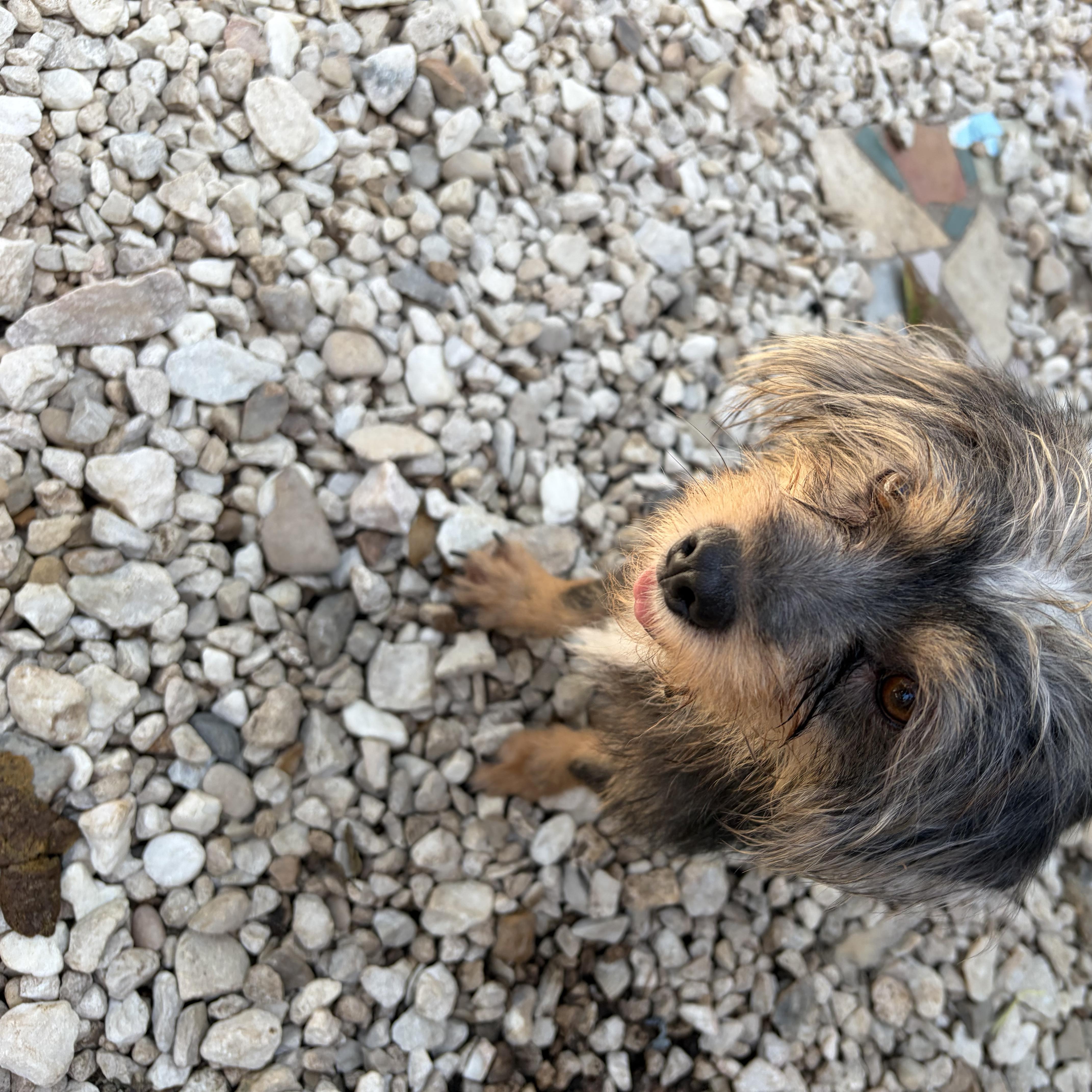 Enlarge Lila, a Adopted mixed breed in St Catharines, ON image 4/4