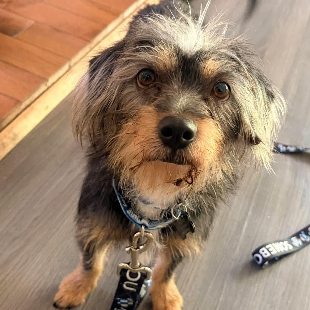 Enlarge Lila, a Adopted mixed breed in St Catharines, ON image 1/4