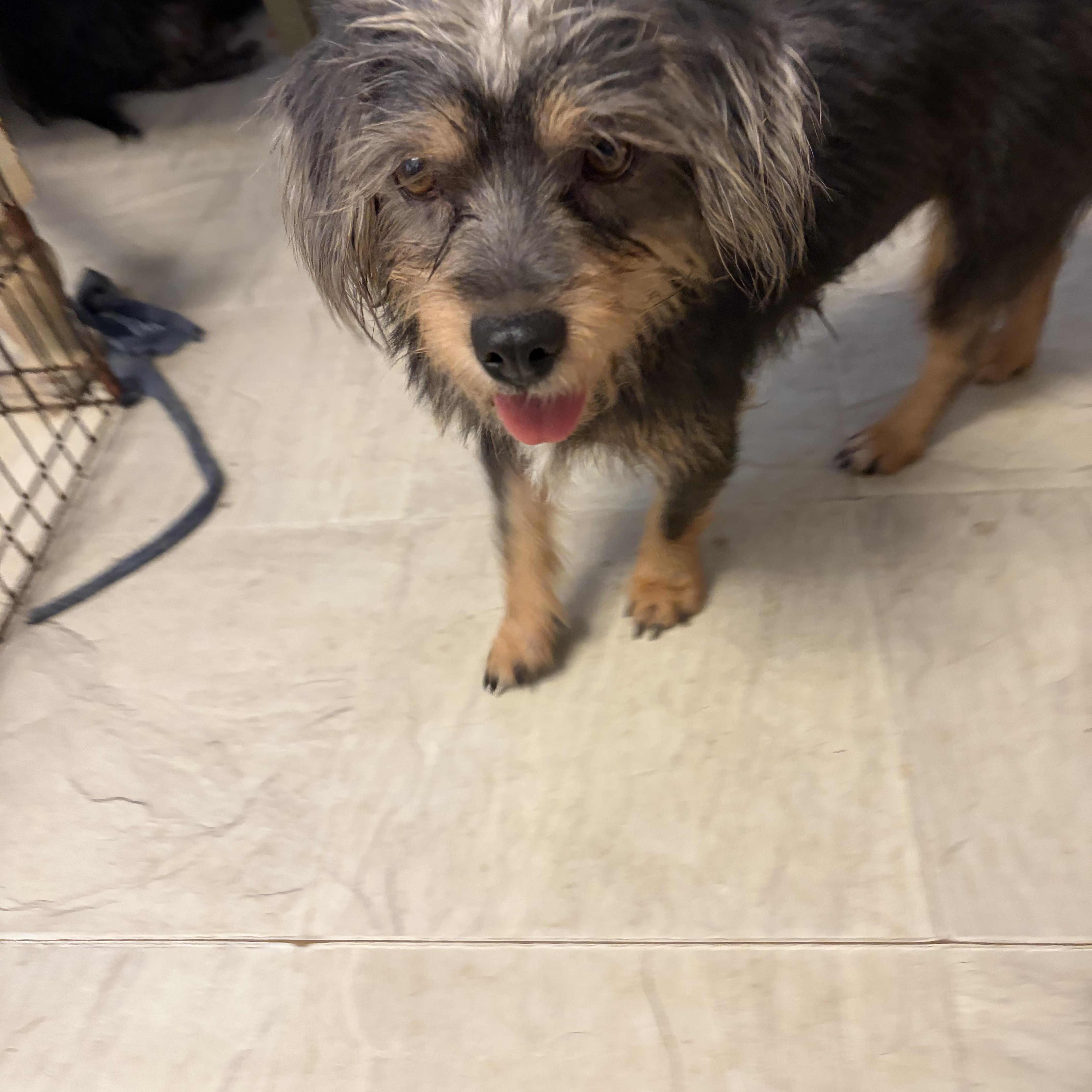 Enlarge Lila, a Adopted mixed breed in St Catharines, ON image 3/4