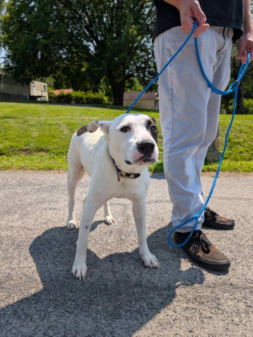 Dog for adoption - Harper, a Terrier Mix in Wilmington, NC | Petfinder