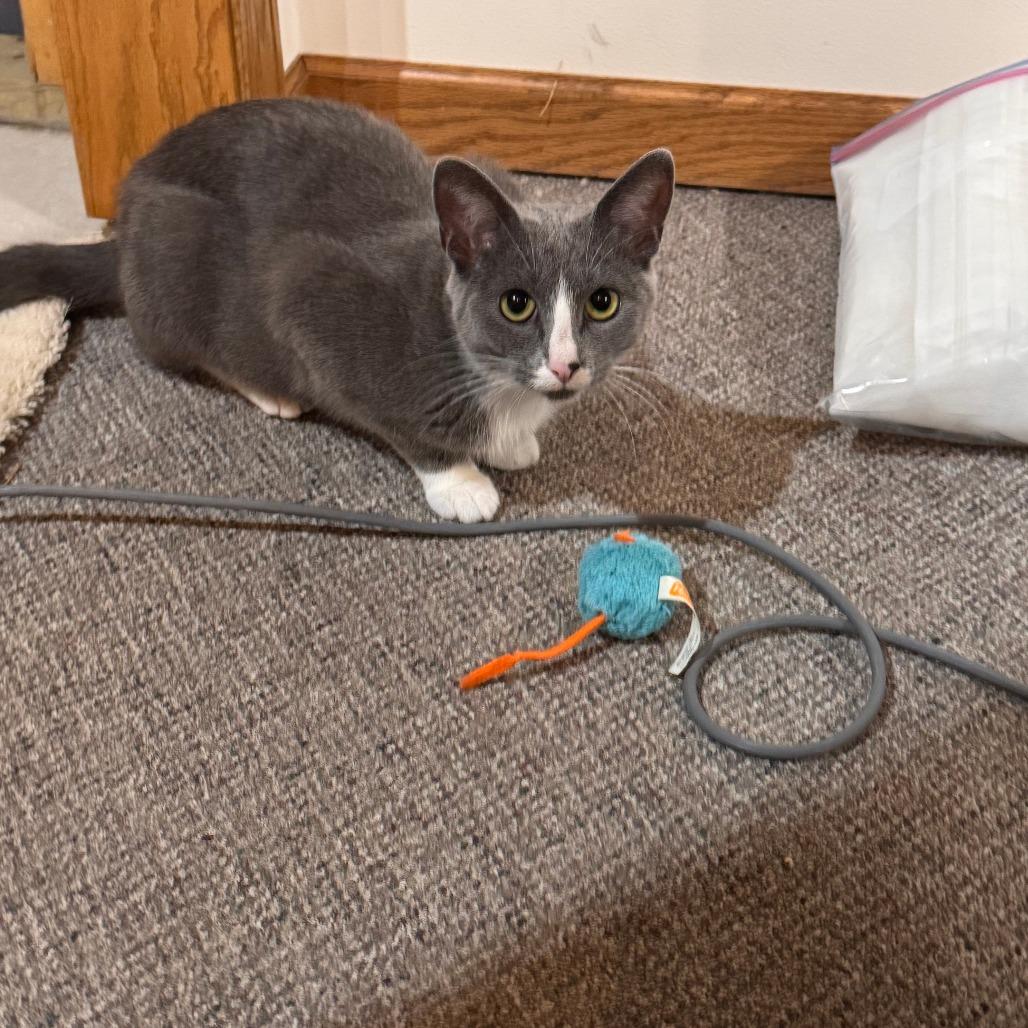 Enlarge Mittens, a Adoptable Domestic Short Hair in Madison, WI image 1/6