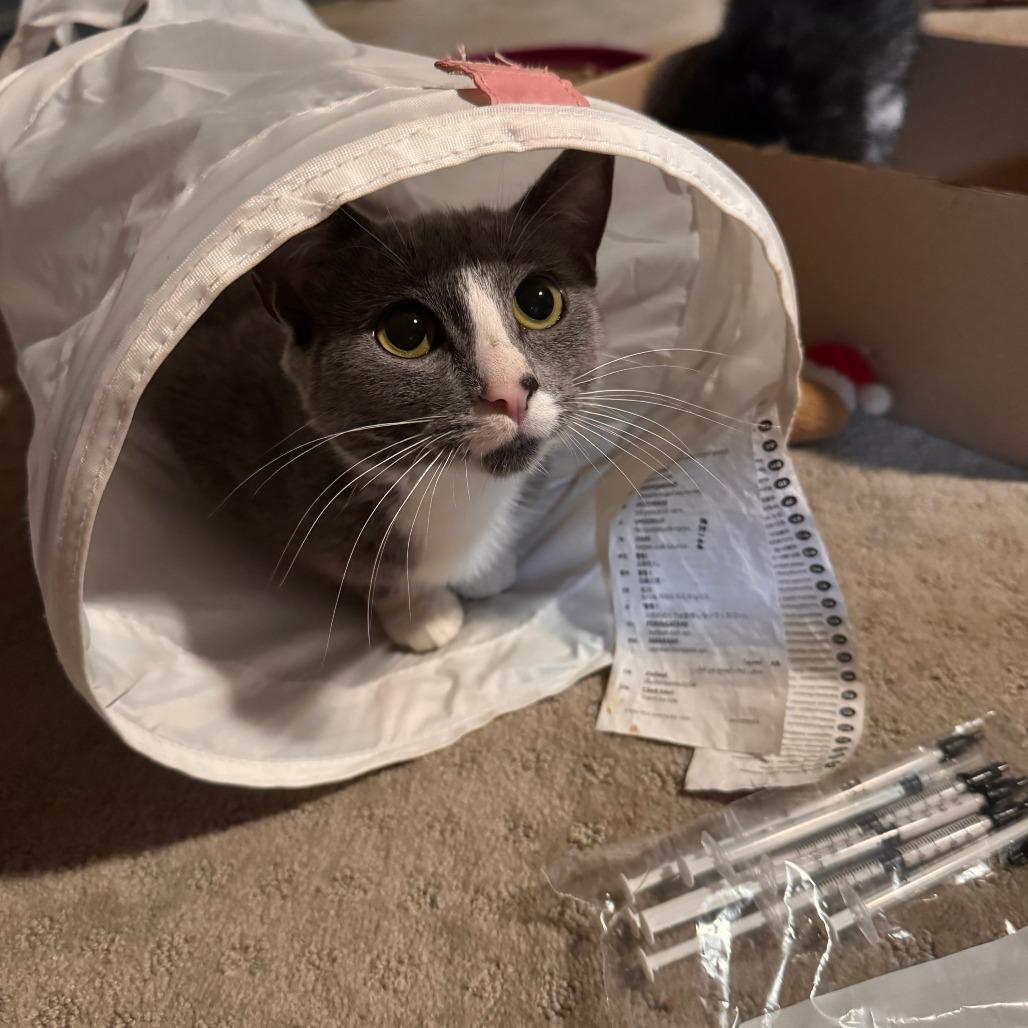 Enlarge Mittens, a Adoptable Domestic Short Hair in Madison, WI image 2/6