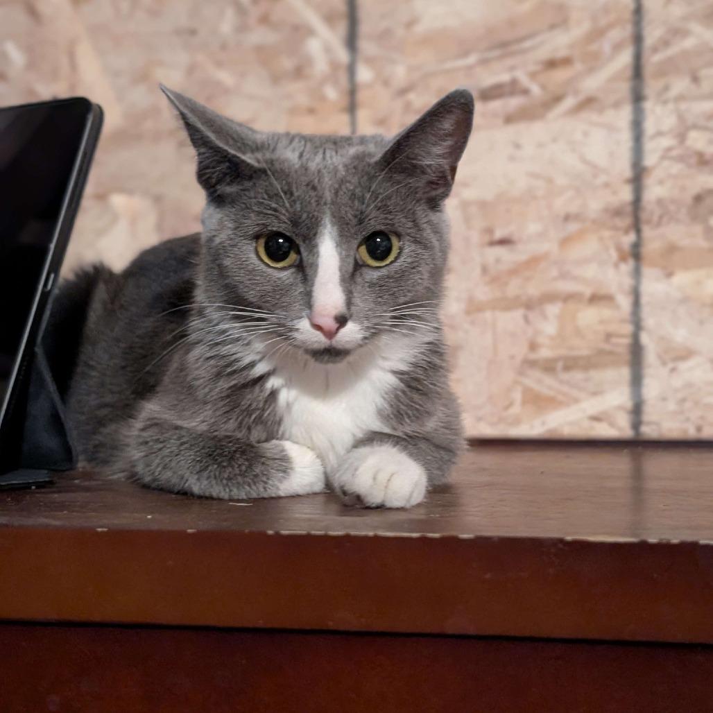 Enlarge Mittens, a Adoptable Domestic Short Hair in Madison, WI image 3/6