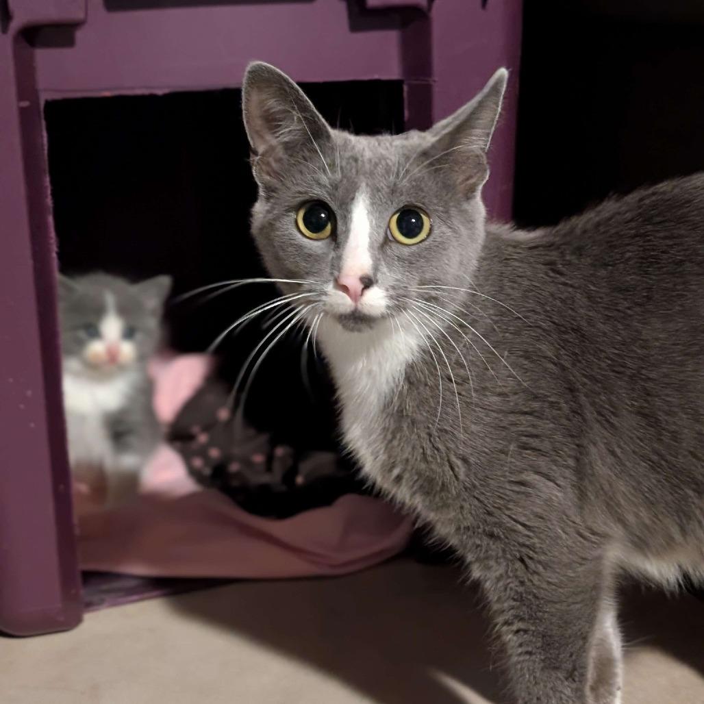 Enlarge Mittens, a Adoptable Domestic Short Hair in Madison, WI image 4/6