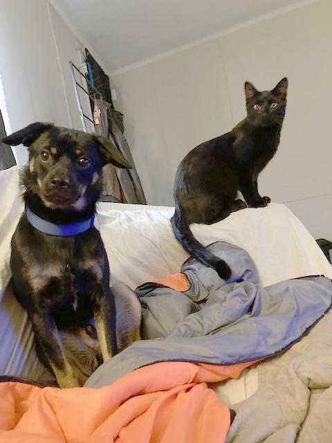 Mark, a Adoptable Domestic Short Hair in Smithfield, NC image 1/6