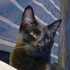 Mark, a Adoptable Domestic Short Hair in Smithfield, NC image 2/6