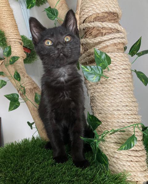 Mark, a Adoptable Domestic Short Hair in Smithfield, NC image 3/6