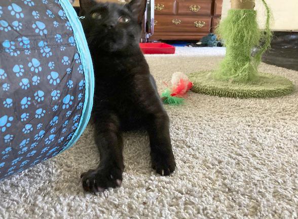 Mark, a Adoptable Domestic Short Hair in Smithfield, NC image 4/6