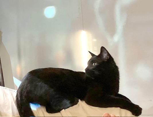 Mark, a Adoptable Domestic Short Hair in Smithfield, NC image 5/6