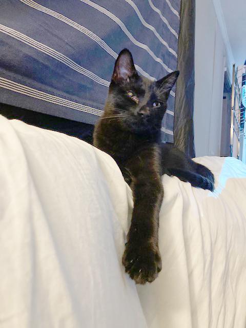 Mark, a Adoptable Domestic Short Hair in Smithfield, NC image 6/6