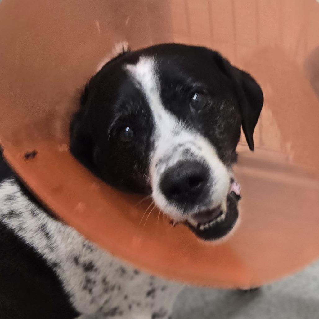 Mikey, a Adoptable mixed breed in Saint Cloud, MN image 1/3