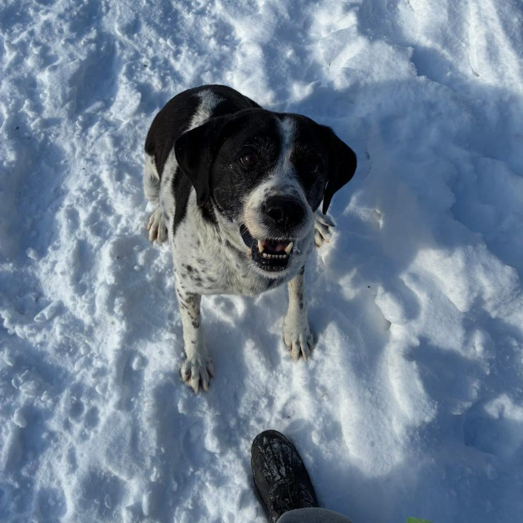 Mikey, a Adoptable mixed breed in Saint Cloud, MN image 2/3