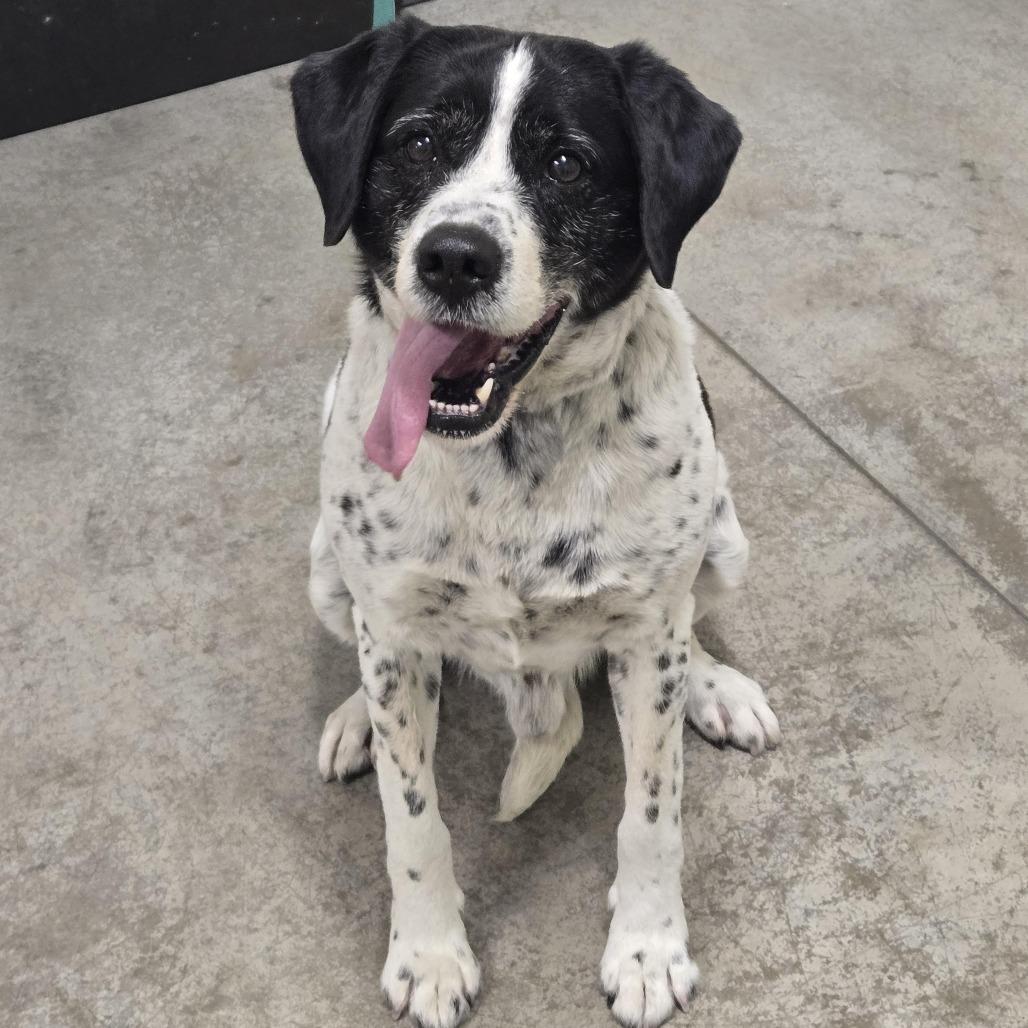 Mikey, a Adoptable mixed breed in Saint Cloud, MN image 3/3