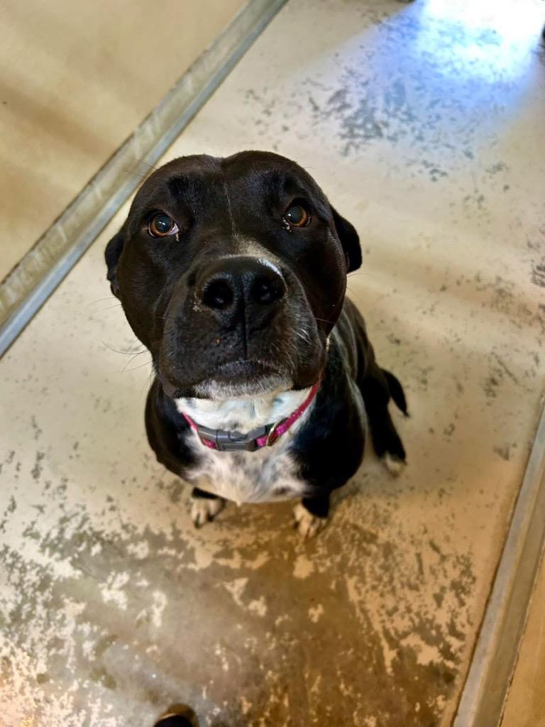 Enlarge Sinasd, a Adoptable mixed breed in West Union, OH image 1/2