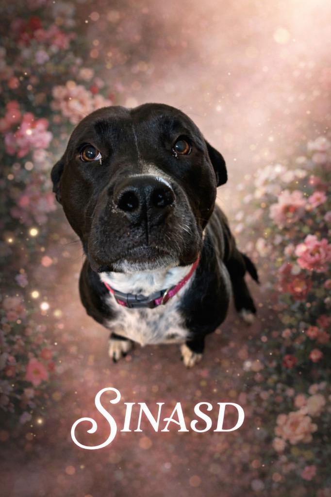 Enlarge Sinasd, a Adoptable mixed breed in West Union, OH image 2/2