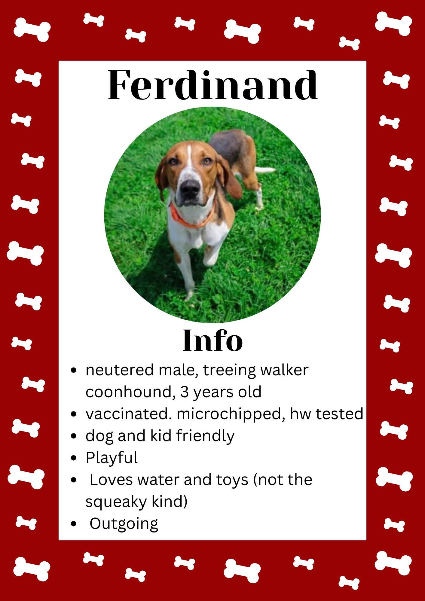 Ferdinand, adopted, Young Male Treeing Walker Coonhound.