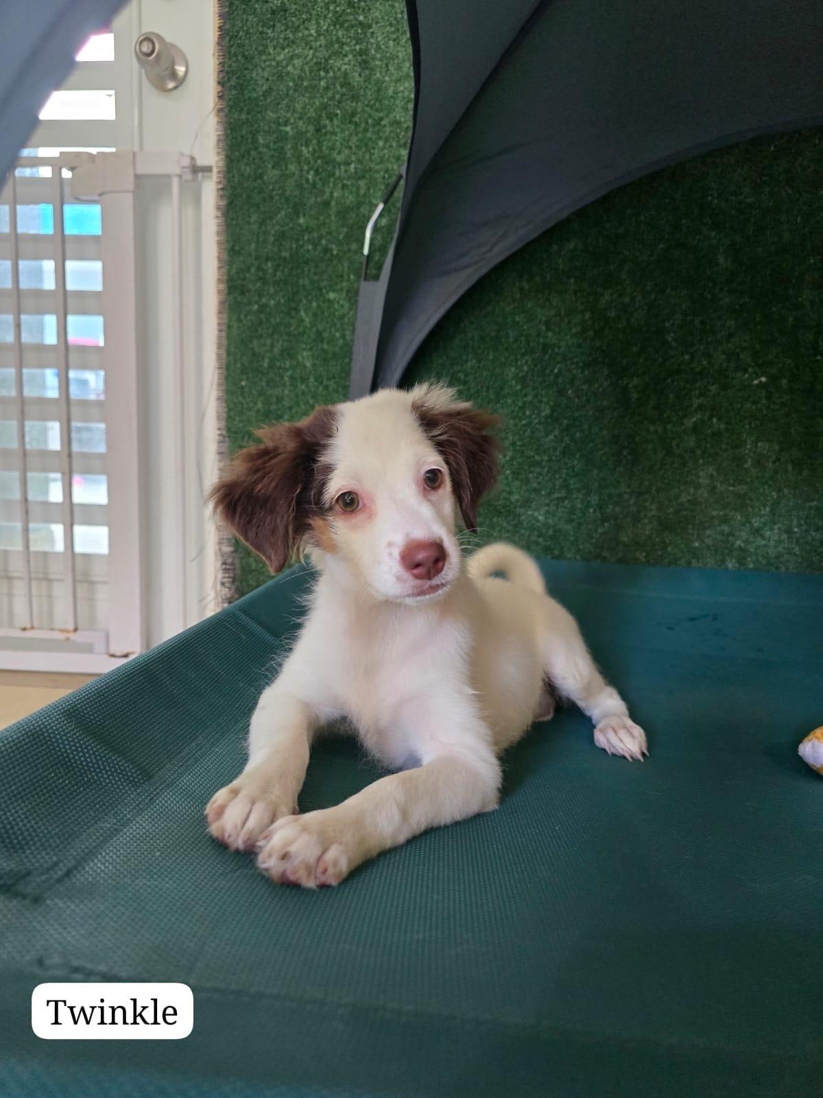 Twinkle, a ADOPTABLE mixed breed in New York, NY image 3/5