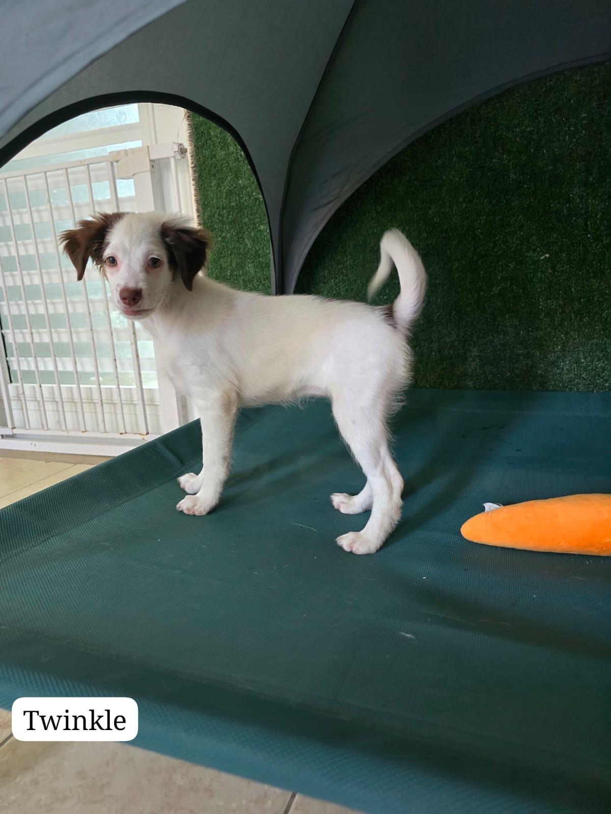 Twinkle, a ADOPTABLE mixed breed in New York, NY image 4/5