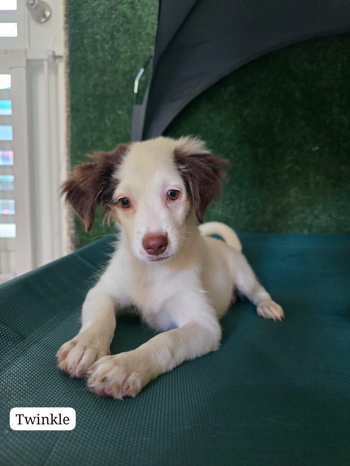 Twinkle, a ADOPTABLE mixed breed in New York, NY image 1/5