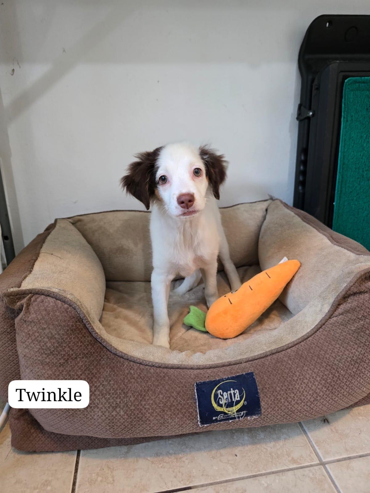Twinkle, a ADOPTABLE mixed breed in New York, NY image 2/5