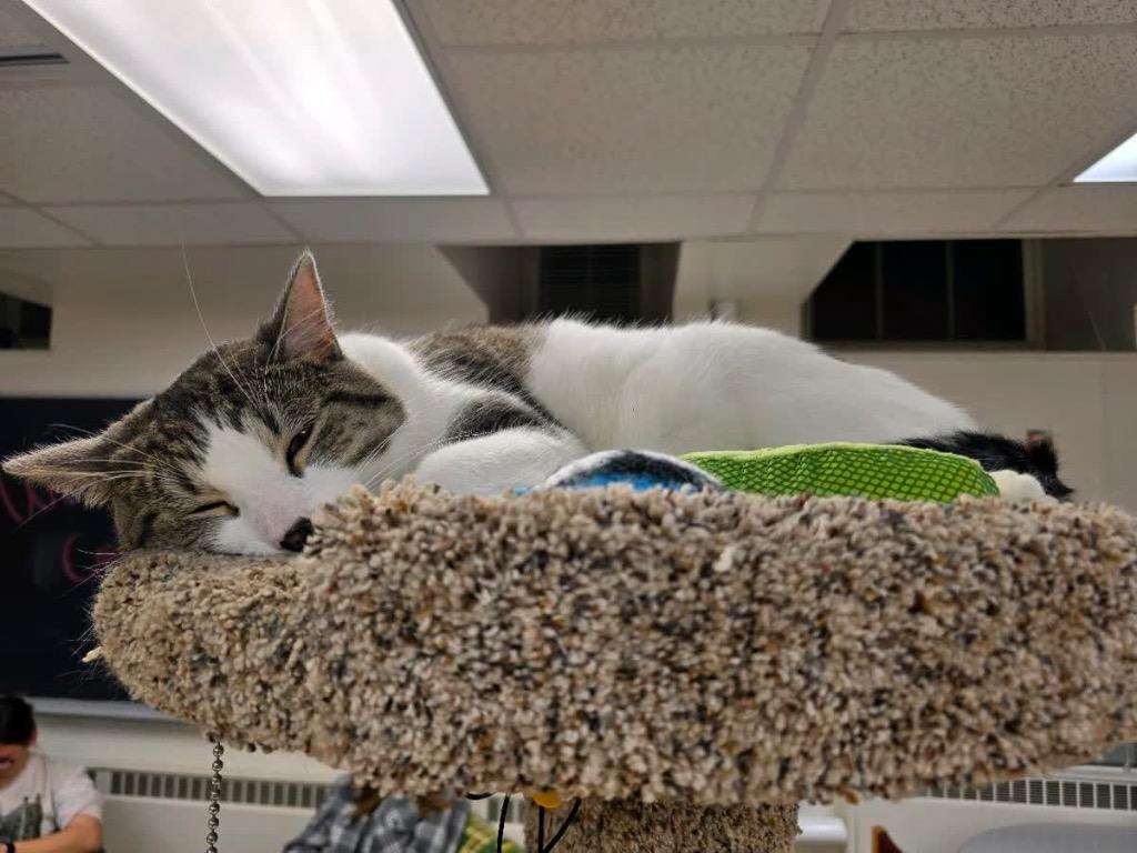 Enlarge Finn, a Adoptable mixed breed in Menomonie, WI image 3/5