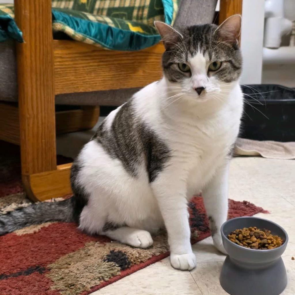 Enlarge Finn, a Adoptable mixed breed in Menomonie, WI image 2/2