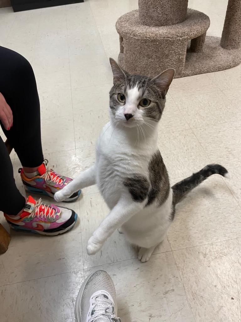 Enlarge Finn, a Adoptable mixed breed in Menomonie, WI image 5/5