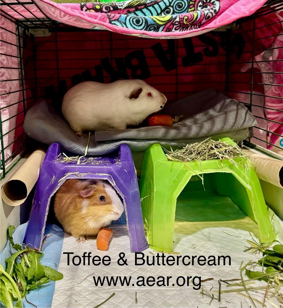 Enlarge Buttercream, a Adoptable Guinea Pig in Libertyville, IL image 1/6
