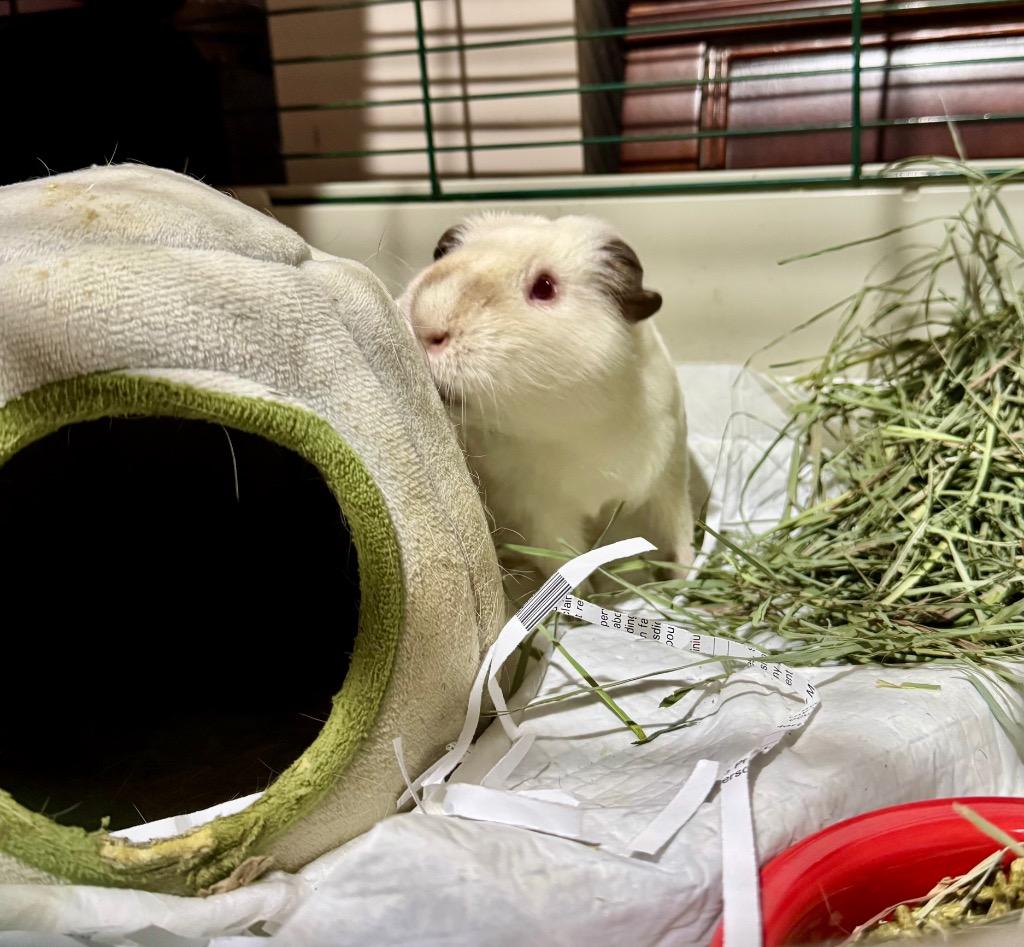 Buttercream, a Adoptable Guinea Pig image 1/6