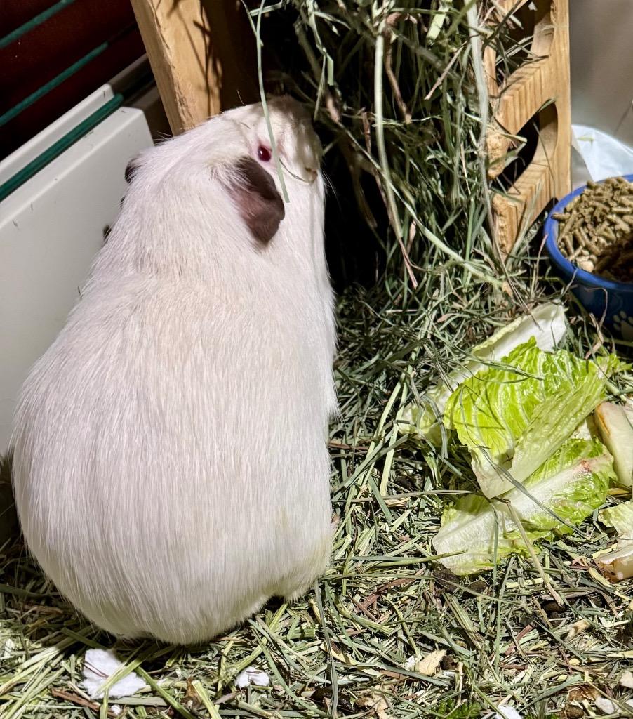 Buttercream, a Adoptable Guinea Pig image 2/6