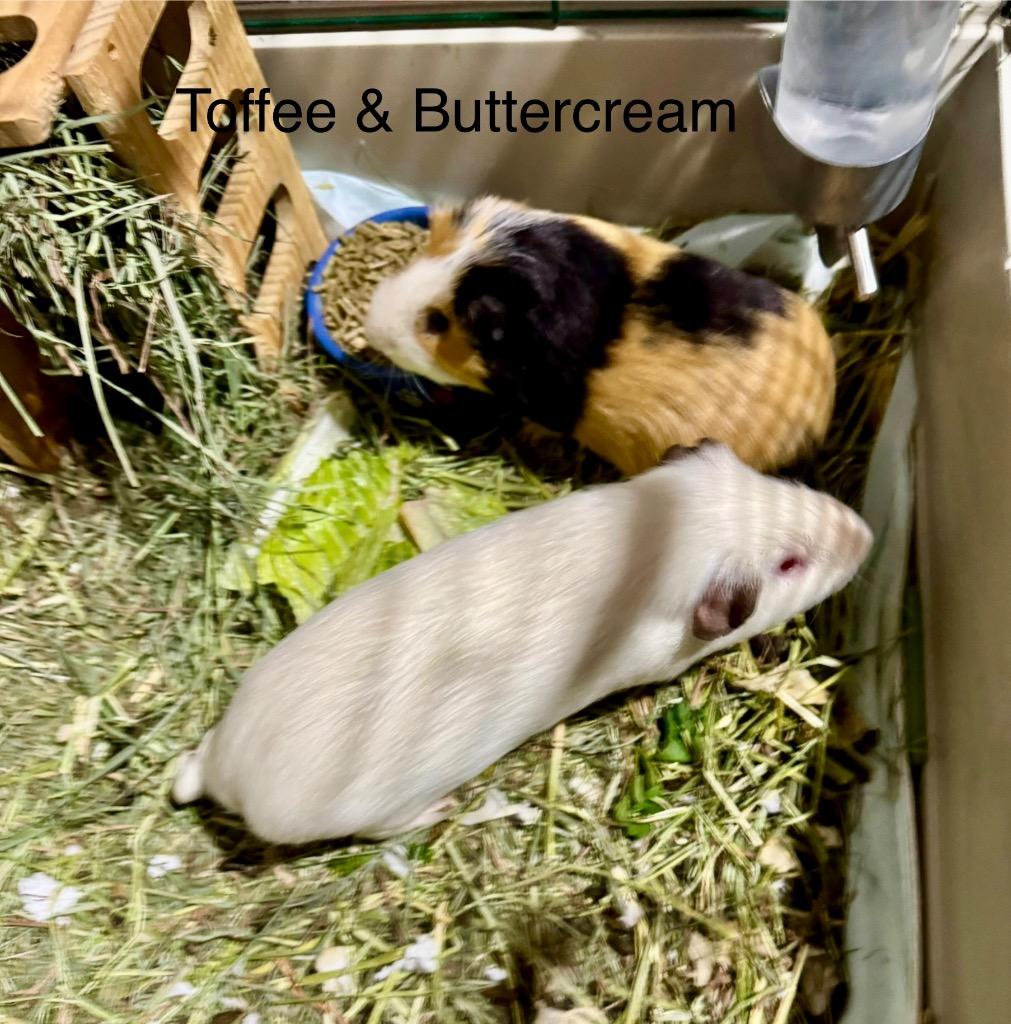 Buttercream, a Adoptable Guinea Pig image 3/6