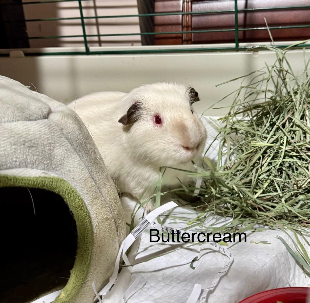 Buttercream, a Adoptable Guinea Pig image 5/6