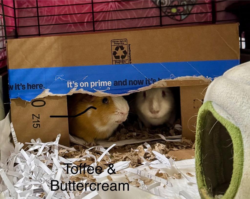 Buttercream, a Adoptable Guinea Pig image 6/6