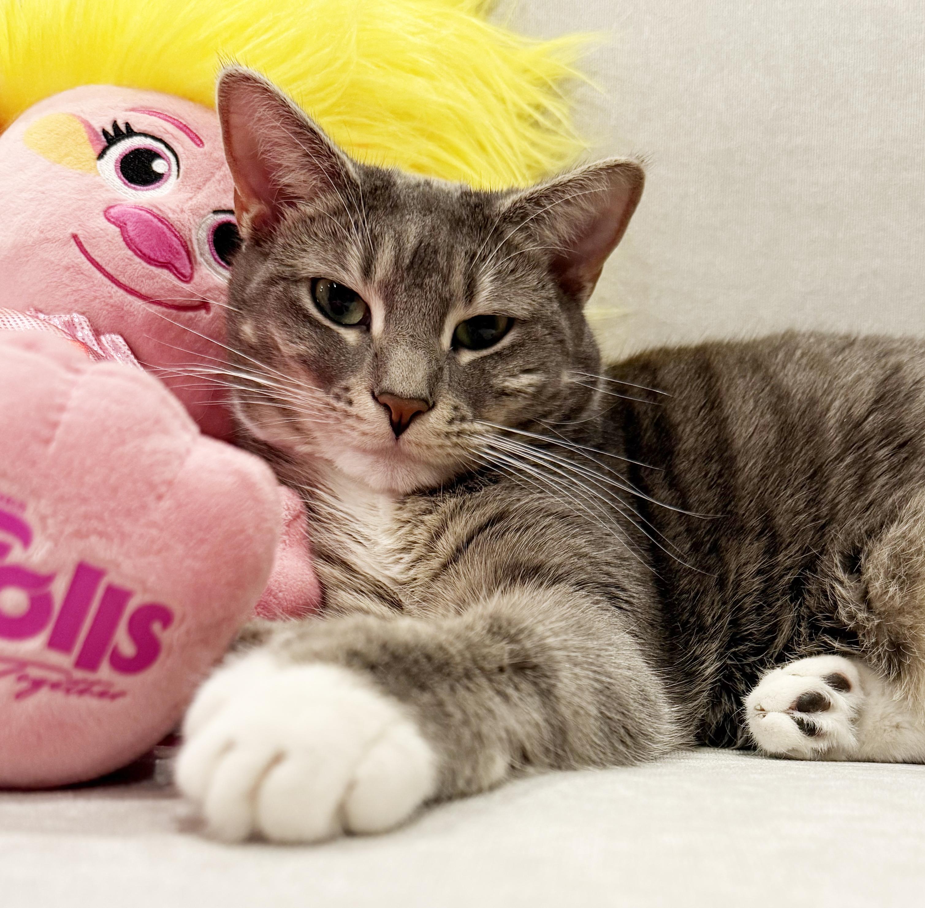 Enlarge Bella is well... THE BEST!!   Lover angel!  VIDEOS!!, a ADOPTABLE mixed breed in Bedford Hills, NY image 5/6