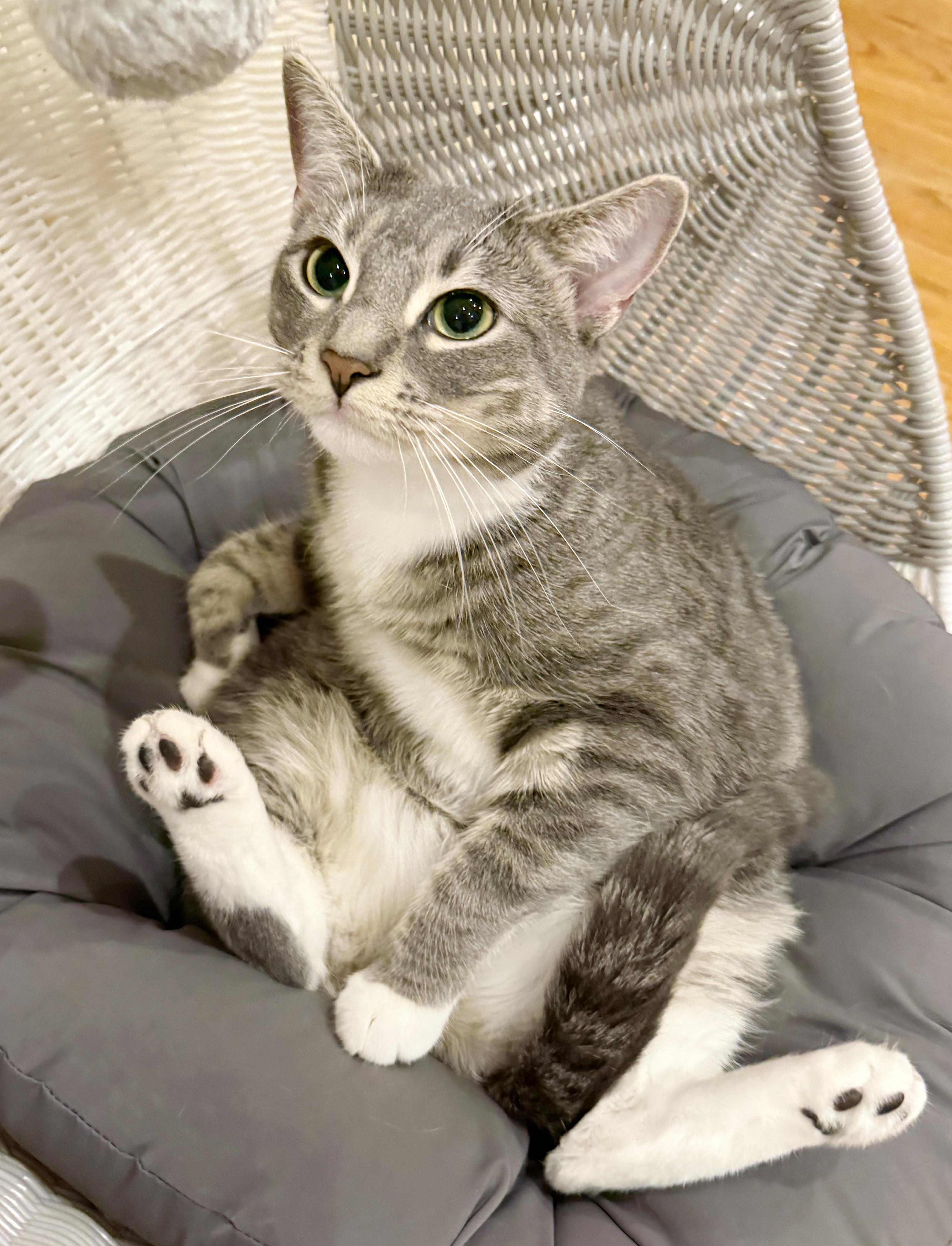 Enlarge Bella is well... THE BEST!!   Lover angel!  VIDEOS!!, a ADOPTABLE mixed breed in Bedford Hills, NY image 4/6