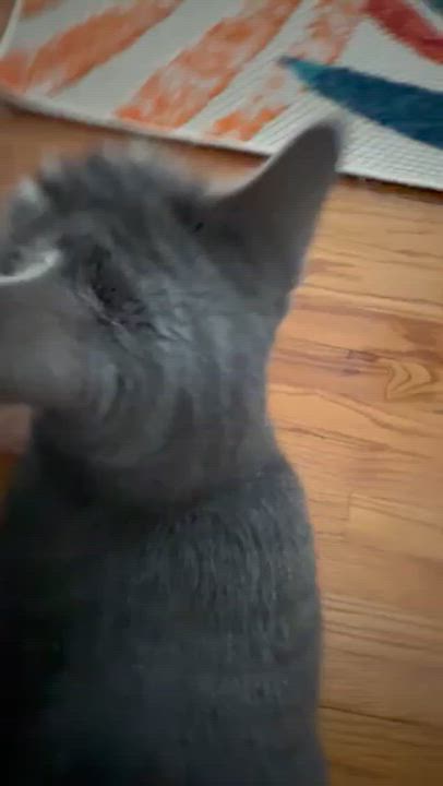 Enlarge Bella is well... THE BEST!!   Lover angel!  VIDEOS!!, a ADOPTABLE mixed breed in Bedford Hills, NY video 2/6