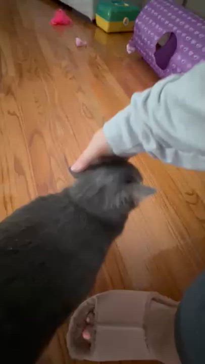 Enlarge Bella is well... THE BEST!!   Lover angel!  VIDEOS!!, a ADOPTABLE mixed breed in Bedford Hills, NY video 6/6