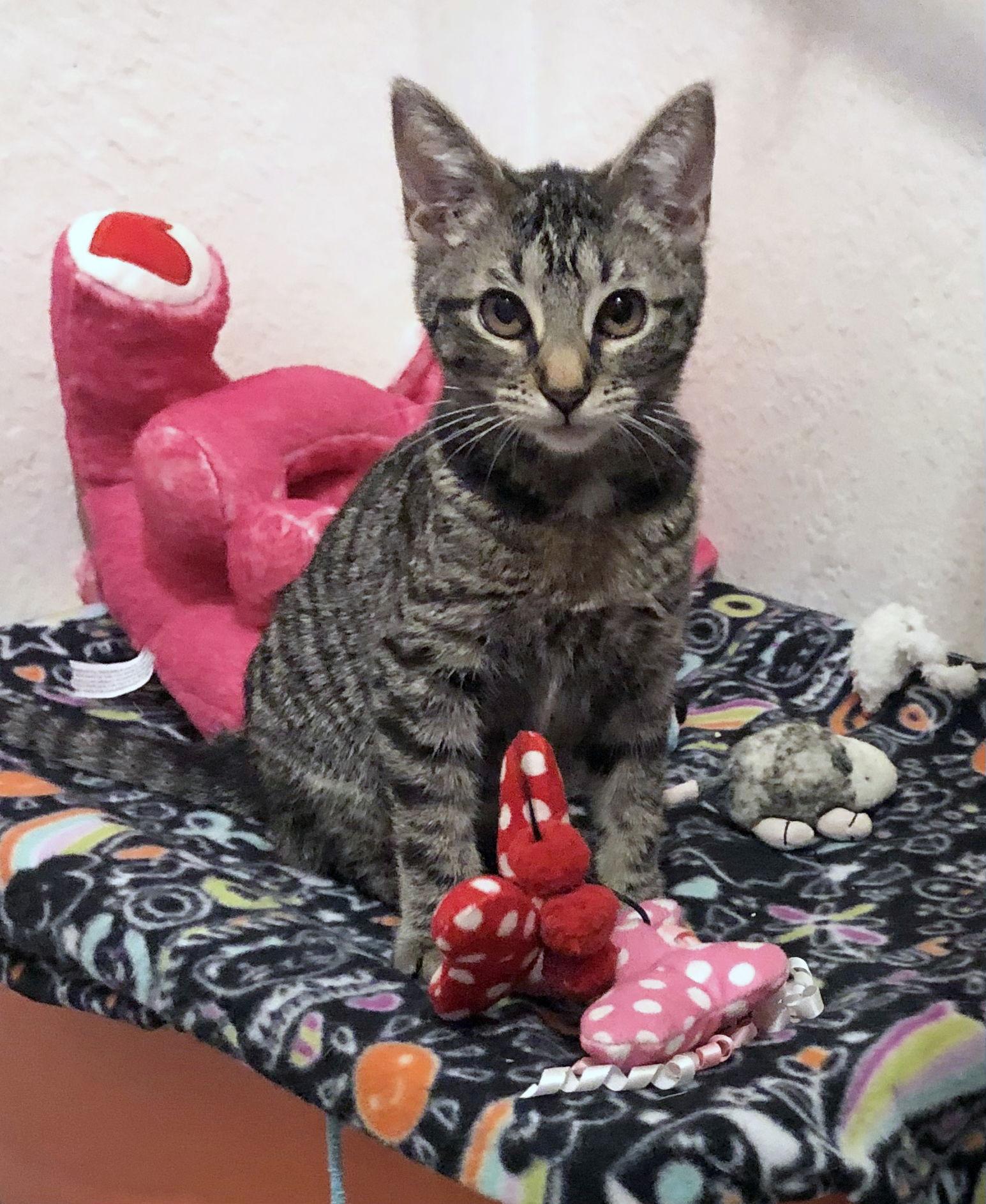 Secant, Adoptable, Kitten Female Domestic Short Hair.