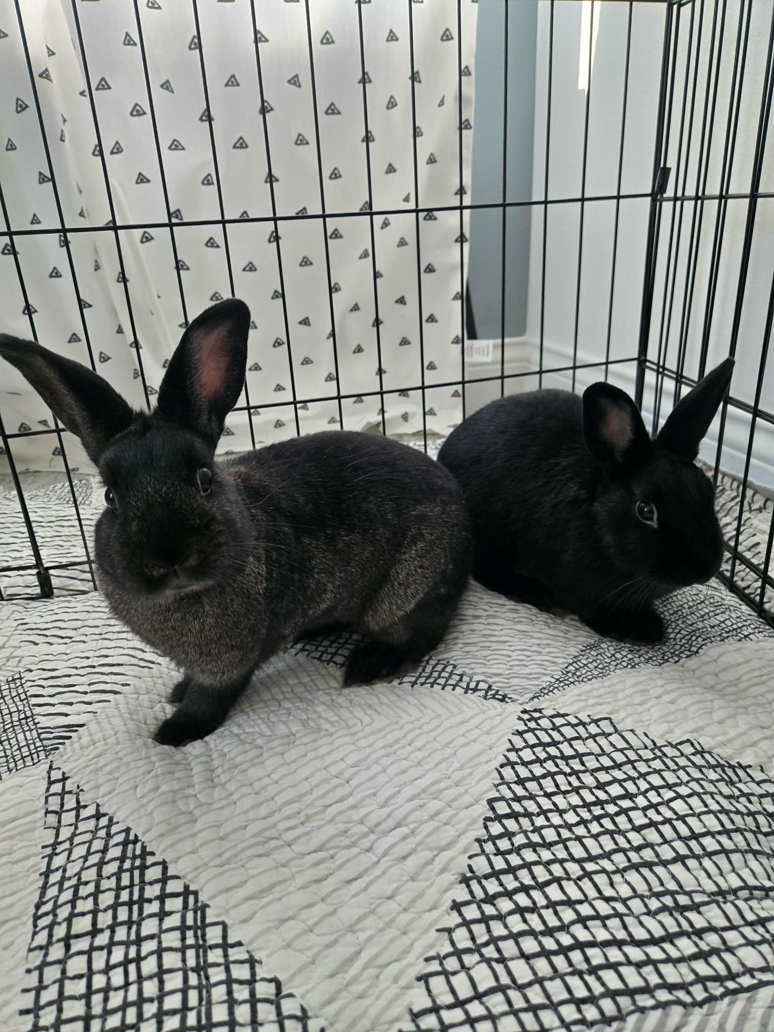 Enlarge Nadia, a Adoptable Bunny Rabbit in Westerville, OH image 5/6
