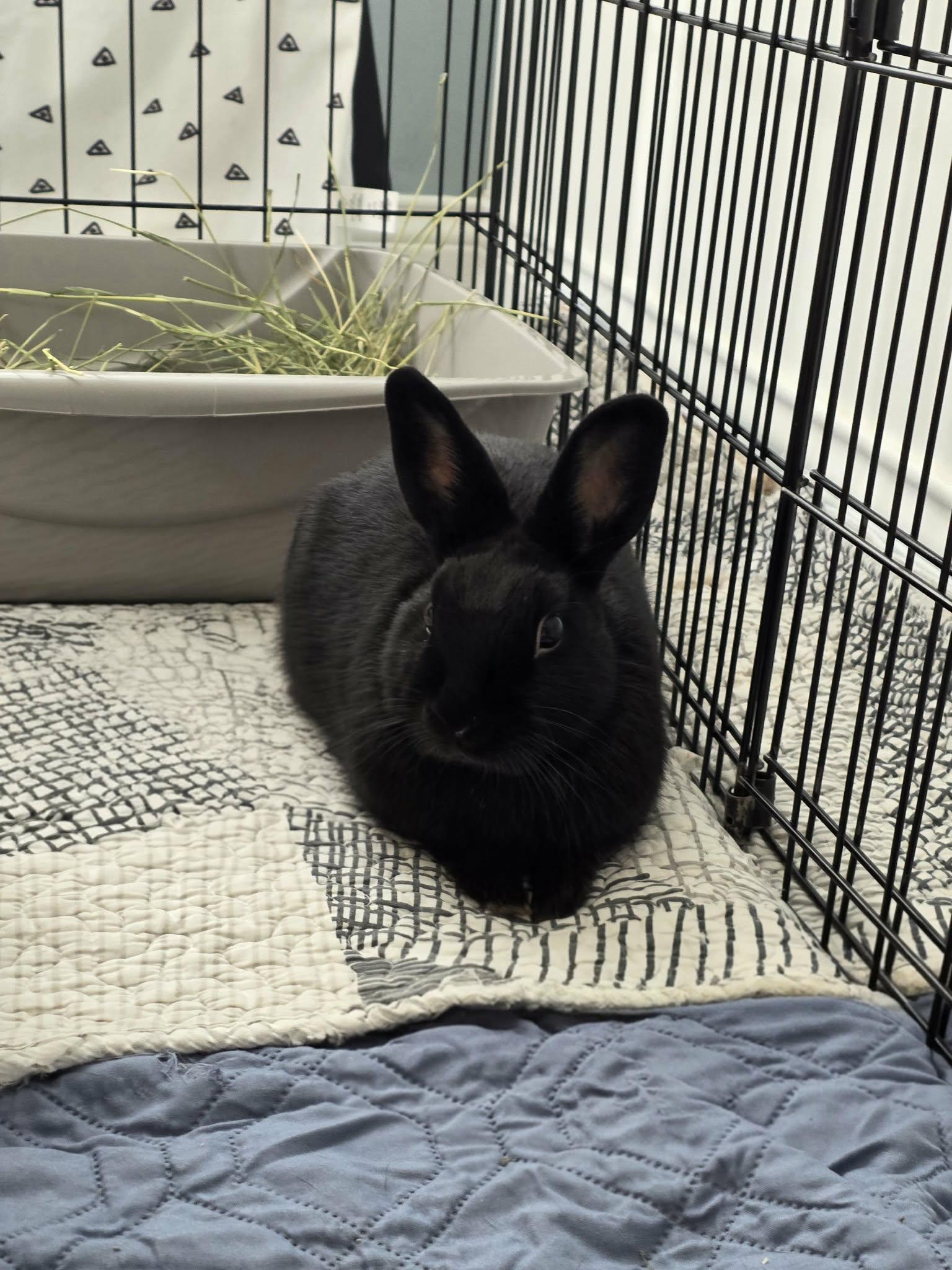 Enlarge Nadia, a Adoptable Bunny Rabbit in Westerville, OH image 3/6