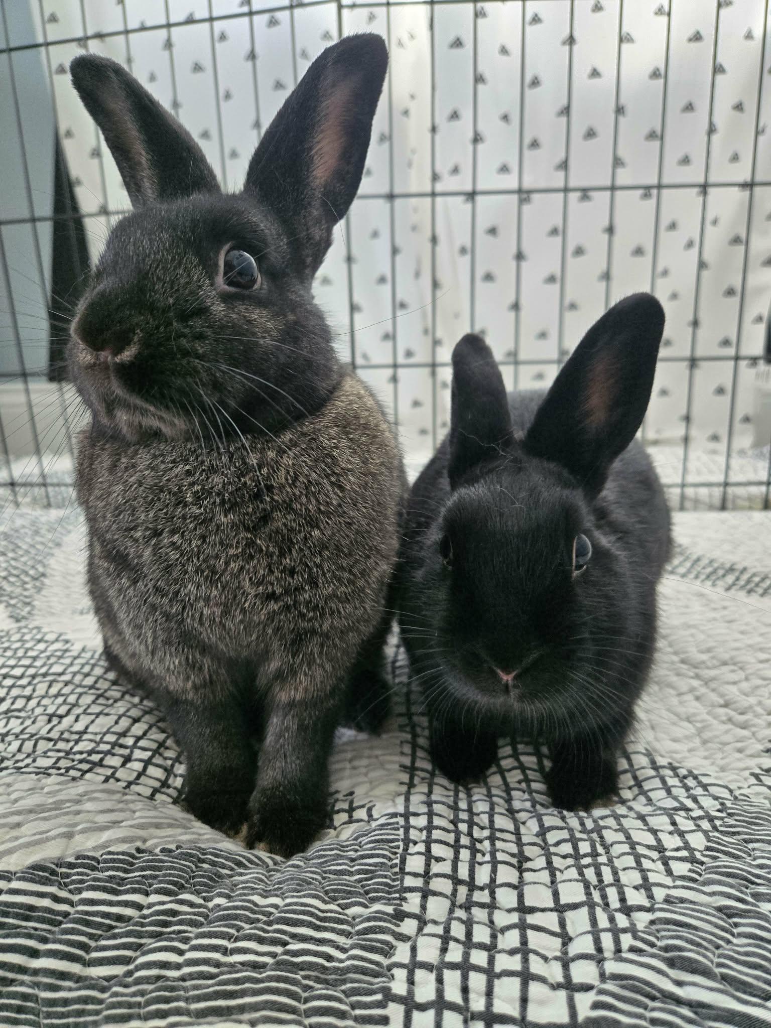 Enlarge Nadia, a Adoptable Bunny Rabbit in Westerville, OH image 1/6