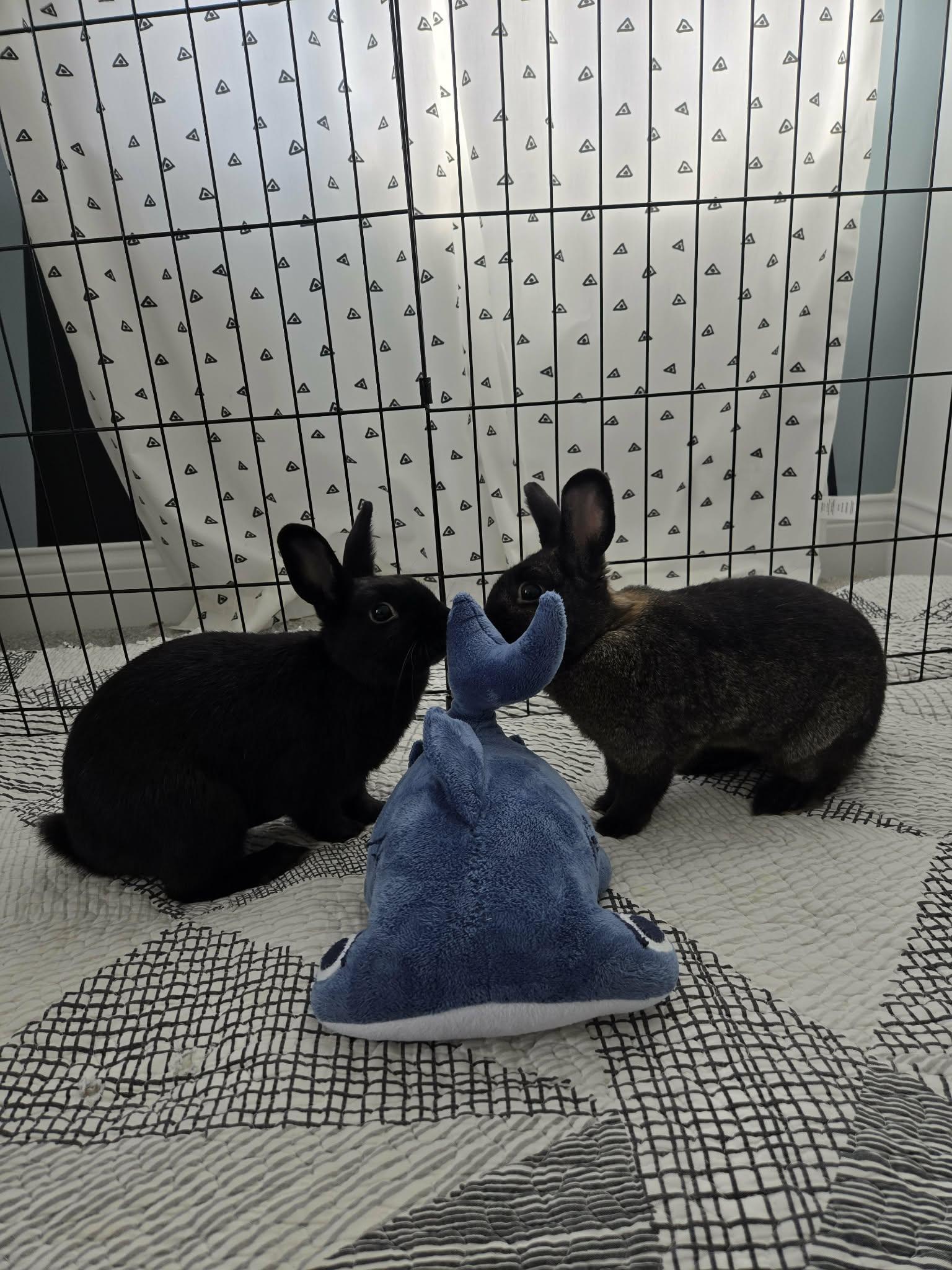 Enlarge Nadia, a Adoptable Bunny Rabbit in Westerville, OH image 6/6