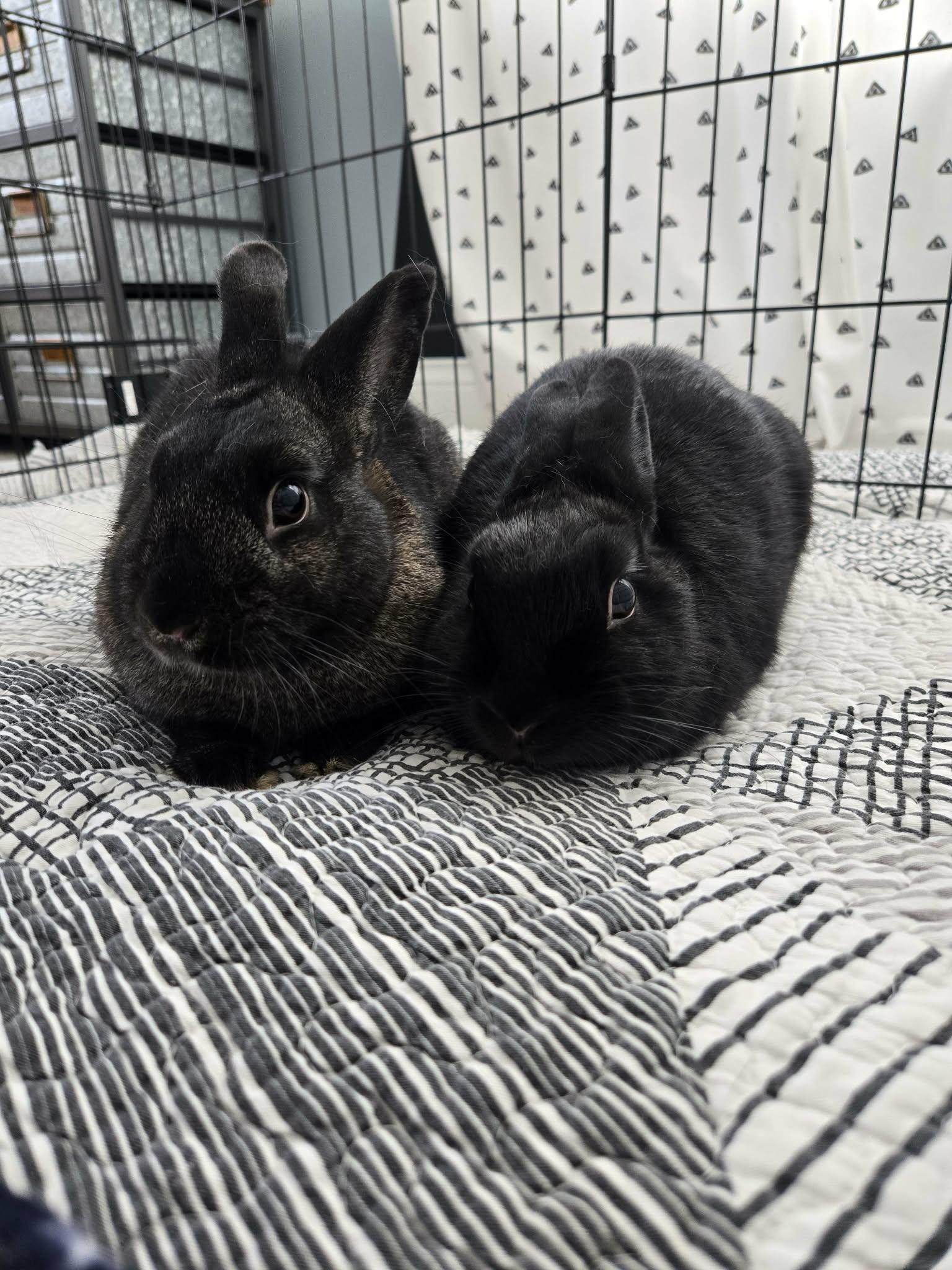 Enlarge Nadia, a Adoptable Bunny Rabbit in Westerville, OH image 4/6