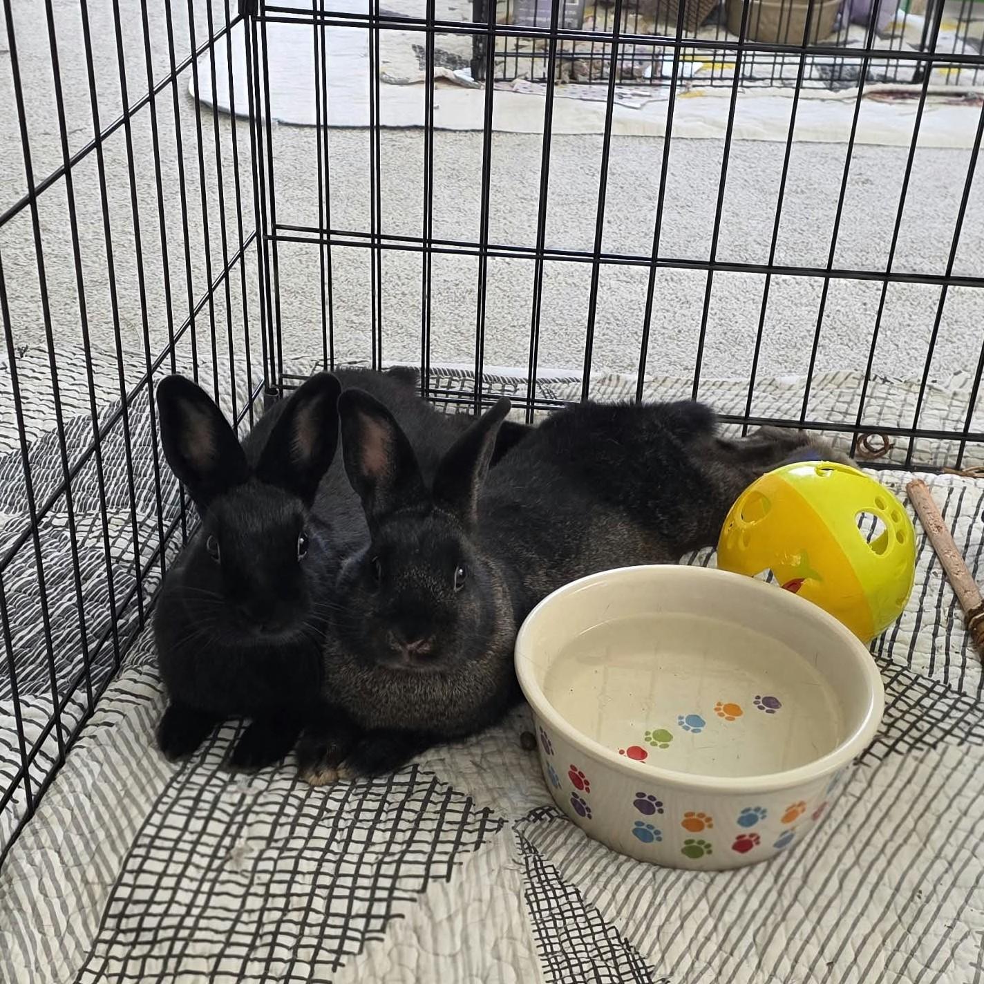 Enlarge Nadia, a Adoptable Bunny Rabbit in Westerville, OH image 2/6